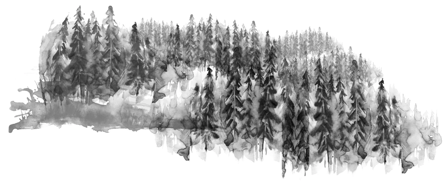 Watercolor group of trees - fir, pine, cedar, fir-tree. black and white forest, countryside landscape
