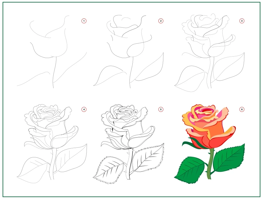 Learn to draw step by step beautiful rose flower