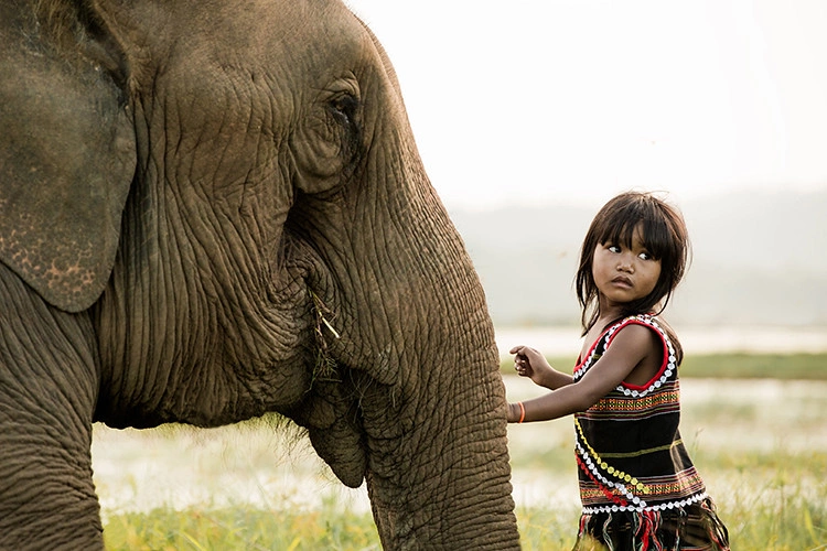 Little Girl And Elephant