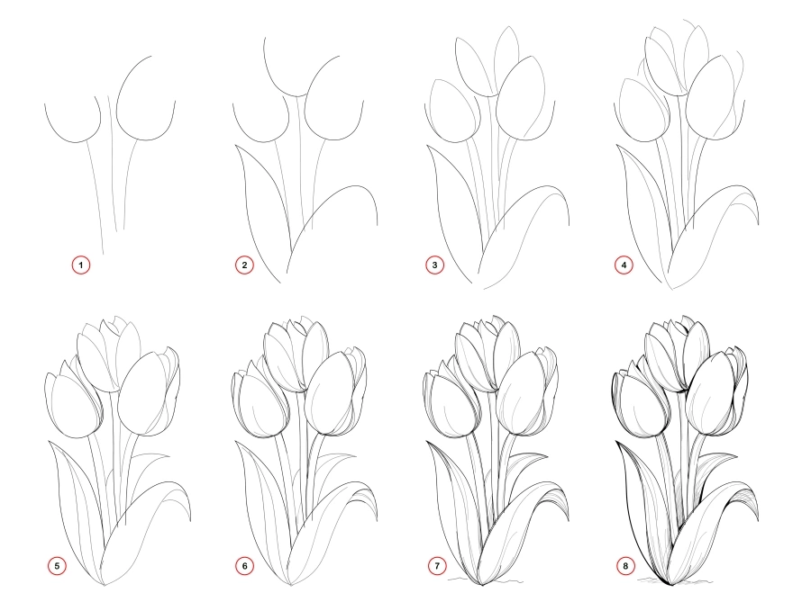 Draw step-wise beautiful bouquet of tulip flowers