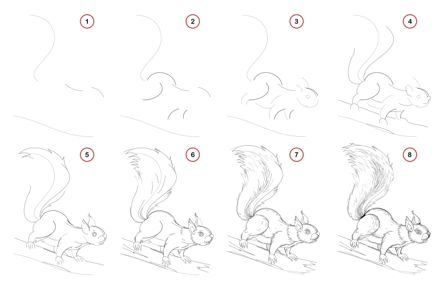 Draw a fun squirrel