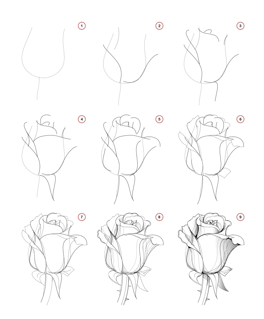 Draw step-wise beautiful rose flower bud